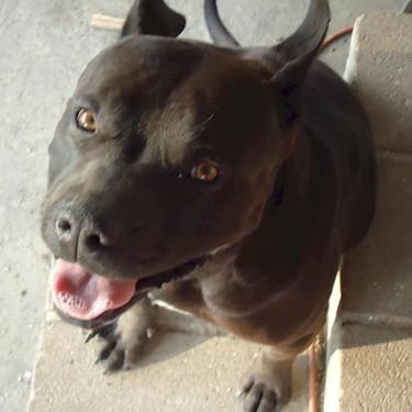 The Pit Bull Puppy Patchs Zeus Pit Bull.jpg